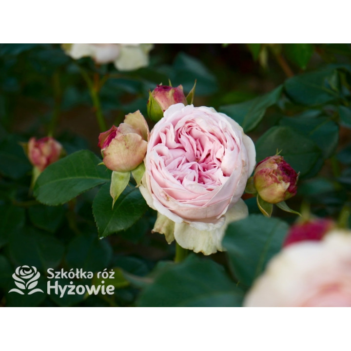 Giardina® - Róże Pnące - 