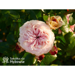 Giardina® - Róże Pnące - 