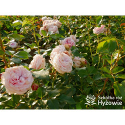 Giardina® - Róże Pnące - 