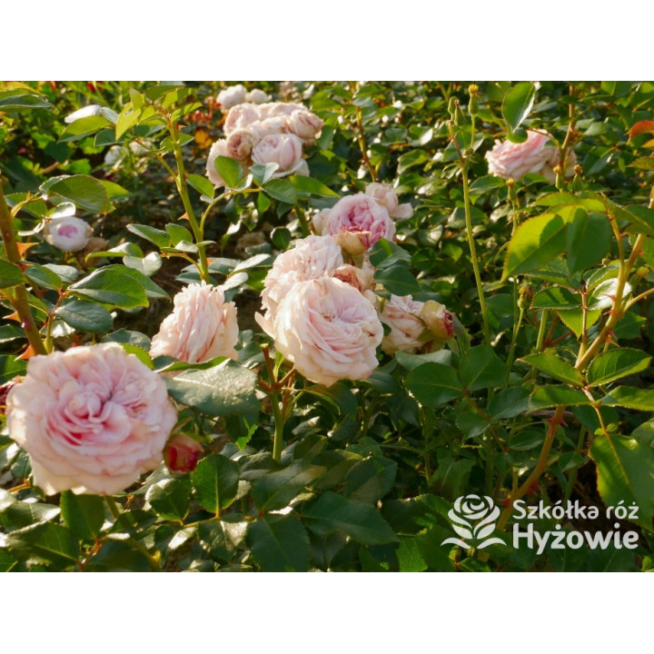 Giardina® - Róże Pnące - 