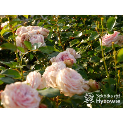 Giardina® - Róże Pnące - 