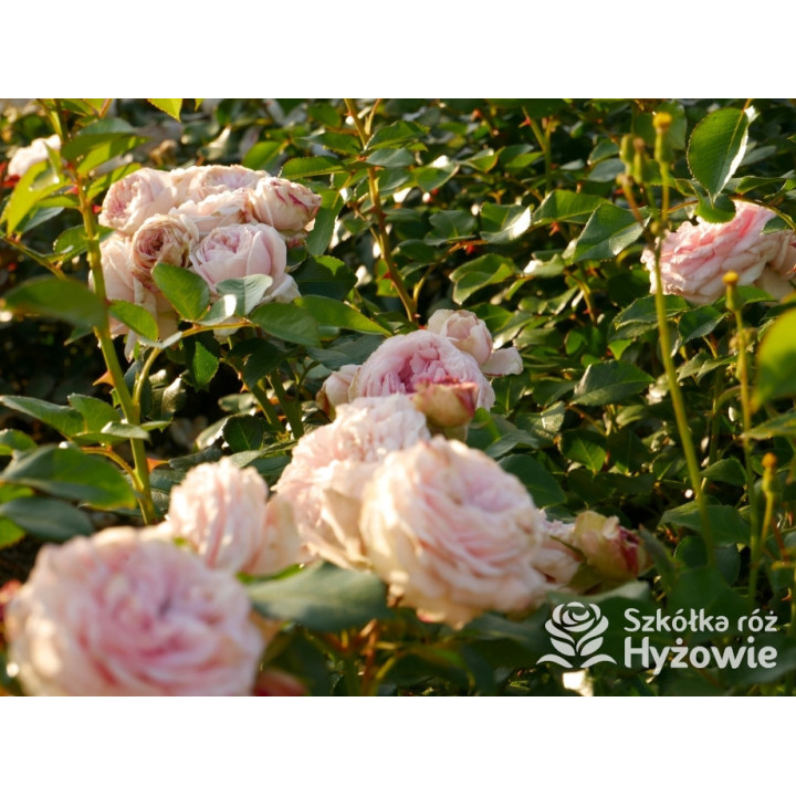 Giardina® - Róże Pnące - 