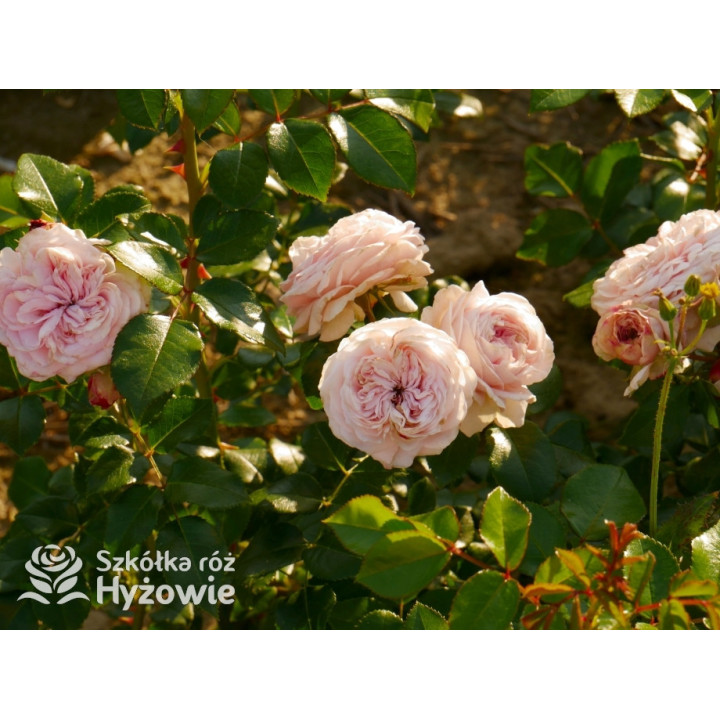 Giardina® - Róże Pnące - 