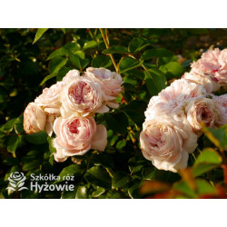 Giardina® - Róże Pnące - 