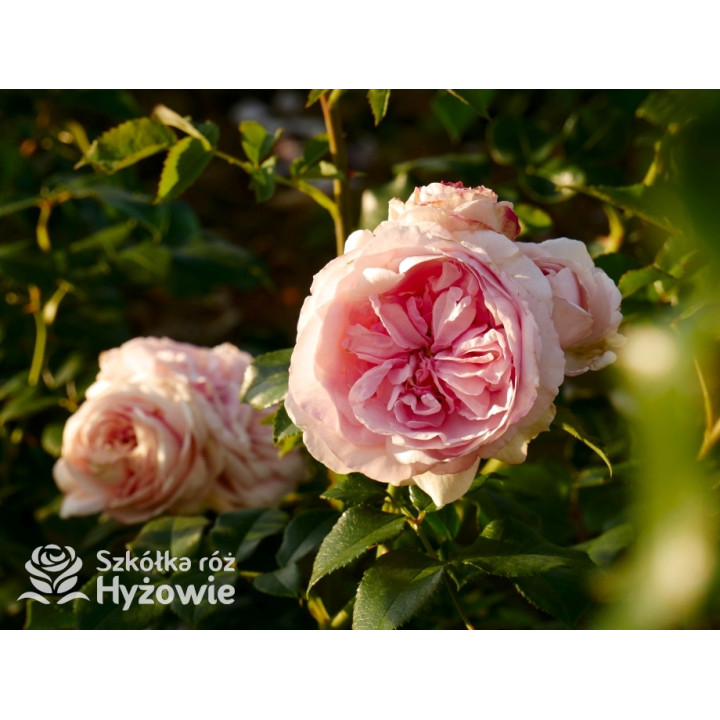 Giardina® - Róże Pnące - 