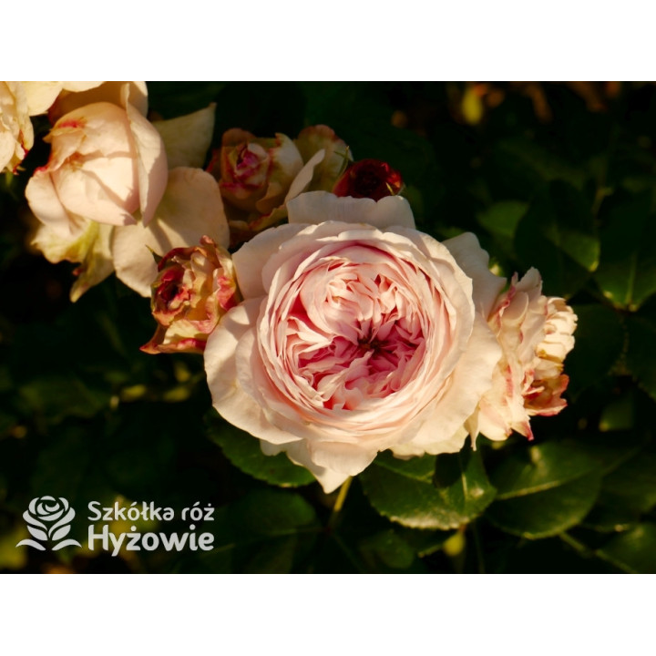 Giardina® - Róże Pnące - 