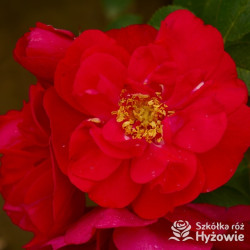 'Gefylt' - Rosa rugosa -