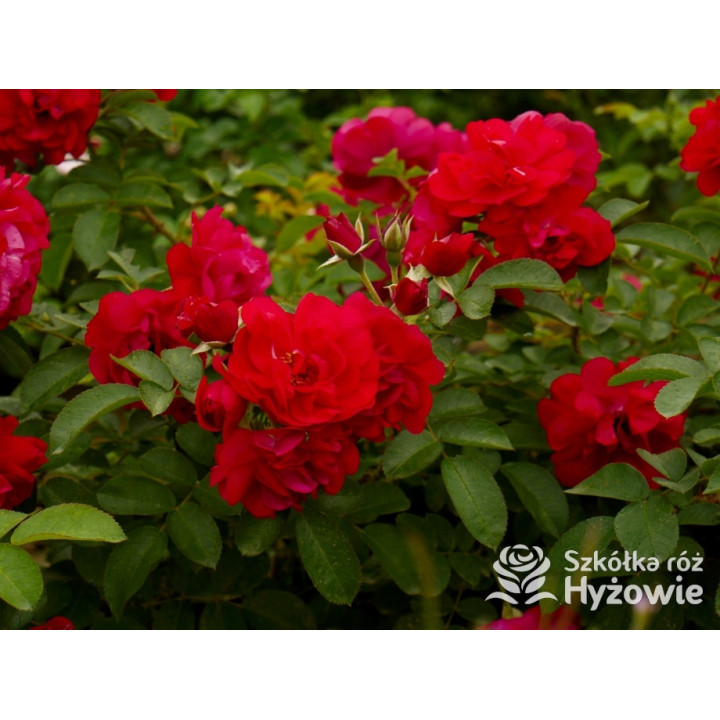 'Gefylt' - Rosa rugosa -