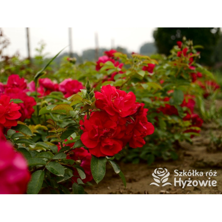 'Gefylt' - Rosa rugosa -