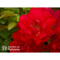 'Gefylt' - Rosa rugosa -