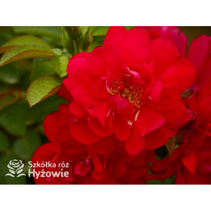 'Gefylt' - Rosa rugosa -