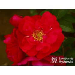 'Gefylt' - Rosa rugosa -