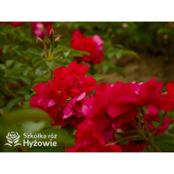 'Gefylt' - Rosa rugosa -