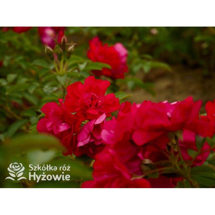 'Gefylt' - Rosa rugosa -