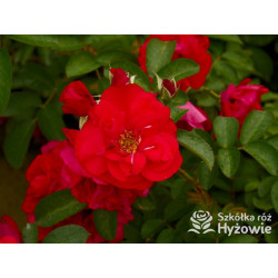 'Gefylt' - Rosa rugosa -