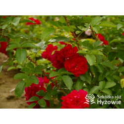 'Gefylt' - Rosa rugosa -