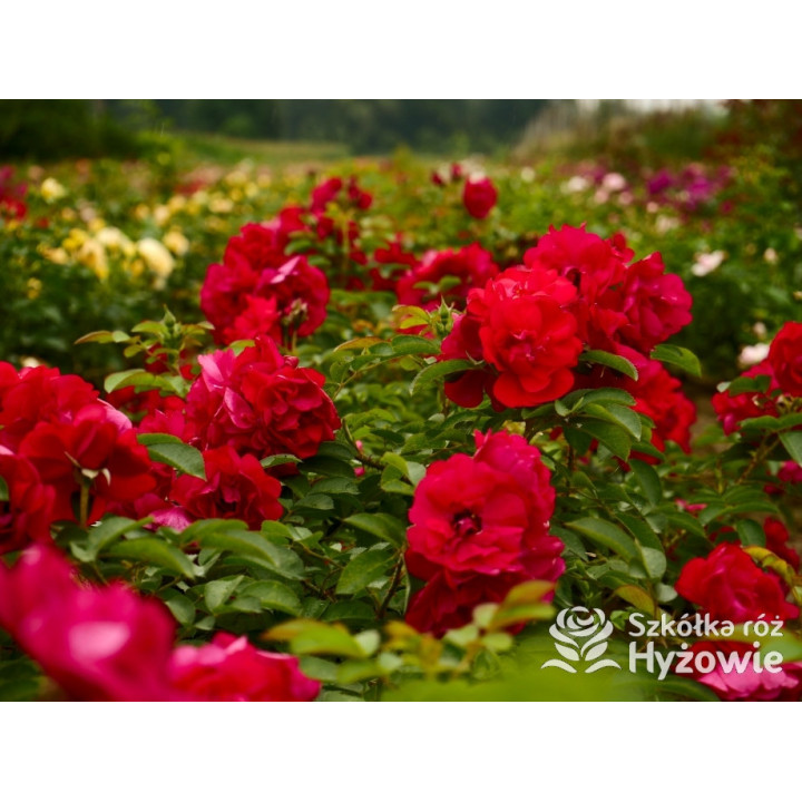 'Gefylt' - Rosa rugosa -