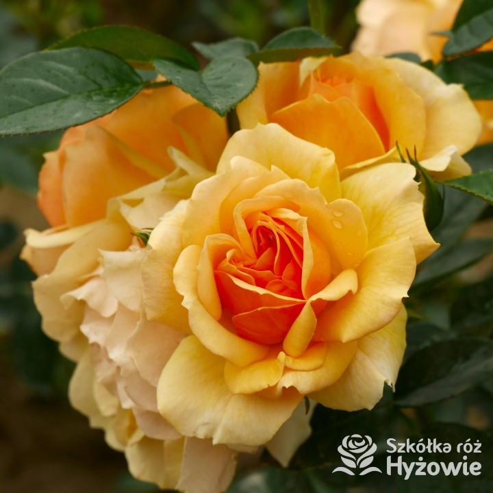 Hansestadt Rostock® - Róże Rabatowe - 