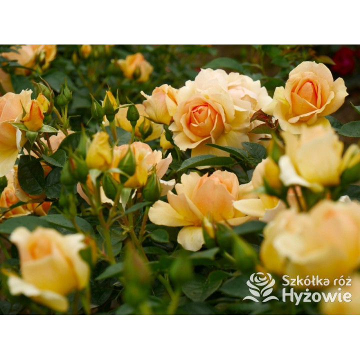 Hansestadt Rostock® - Róże Rabatowe - 