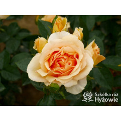 Hansestadt Rostock® - Róże Rabatowe - 