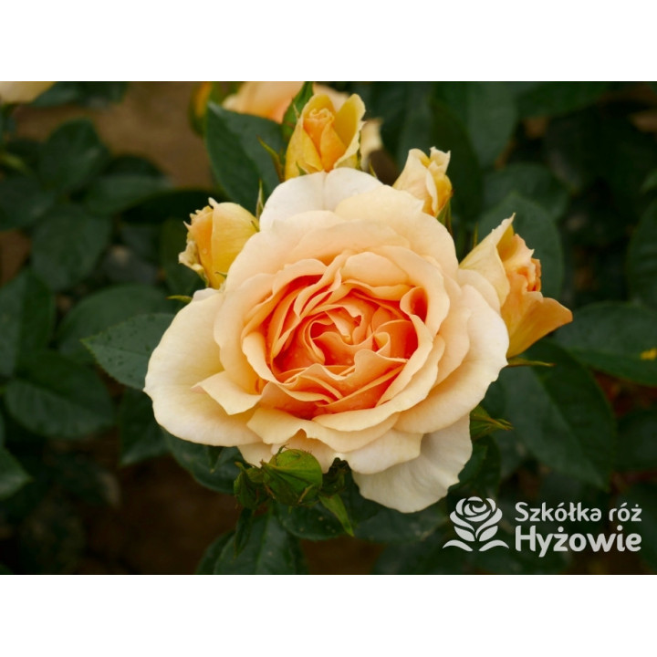 Hansestadt Rostock® - Róże Rabatowe - 