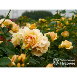 Hansestadt Rostock® - Róże Rabatowe - 