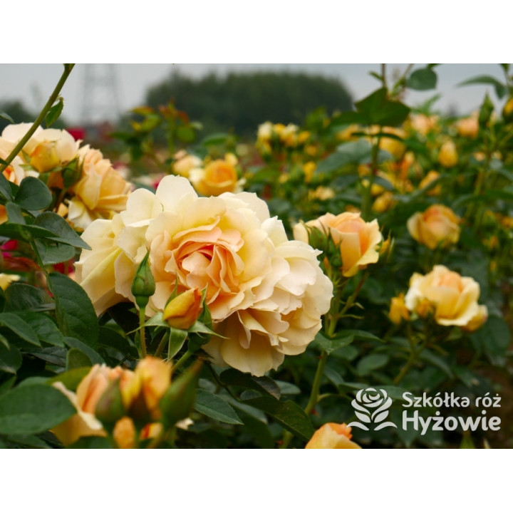 Hansestadt Rostock® - Róże Rabatowe - 