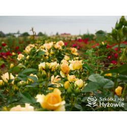 Hansestadt Rostock® - Róże Rabatowe - 