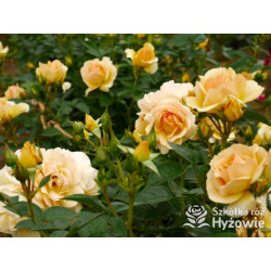 Hansestadt Rostock® - Róże Rabatowe - 