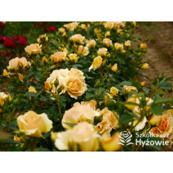 Hansestadt Rostock® - Róże Rabatowe - 