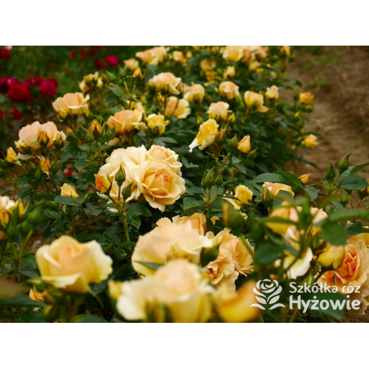 Hansestadt Rostock® - Róże Rabatowe - 