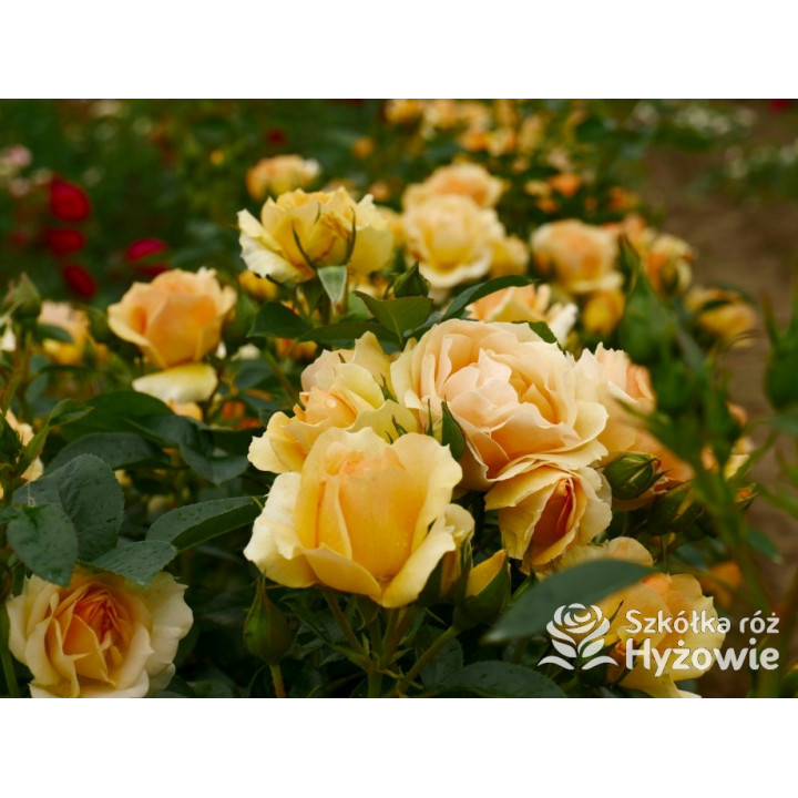 Hansestadt Rostock® - Róże Rabatowe - 