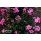 Pepita® małe kwiaty w bogatych gronach, barwy różowej. Niziutki krzew.