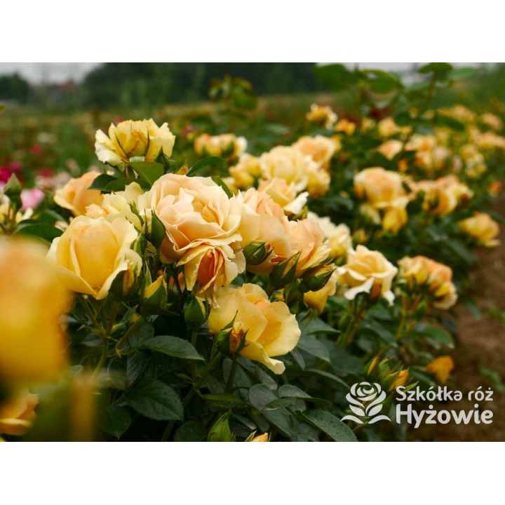 Hansestadt Rostock® - Róże Rabatowe - 