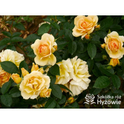 Hansestadt Rostock® - Róże Rabatowe - 