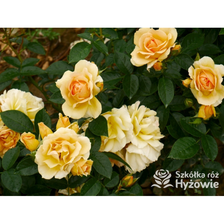 Hansestadt Rostock® - Róże Rabatowe - 