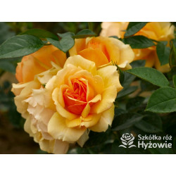 Hansestadt Rostock® - Róże Rabatowe - 