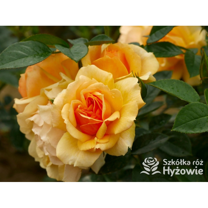 Hansestadt Rostock® - Róże Rabatowe - 