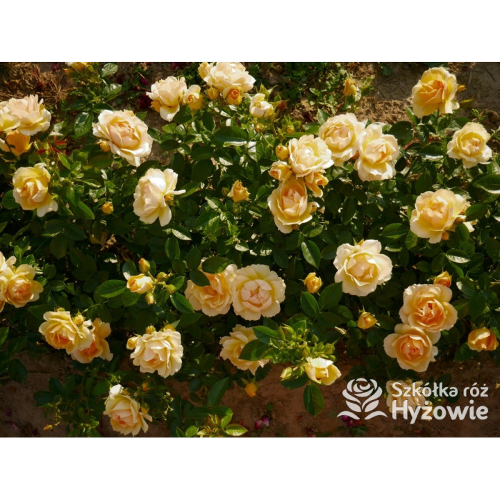 Hansestadt Rostock® - Róże Rabatowe - 