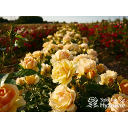 Hansestadt Rostock® - Róże Rabatowe - 