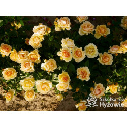 Hansestadt Rostock® - Róże Rabatowe - 