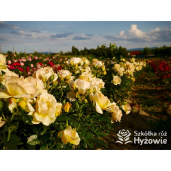 Hansestadt Rostock® - Róże Rabatowe - 