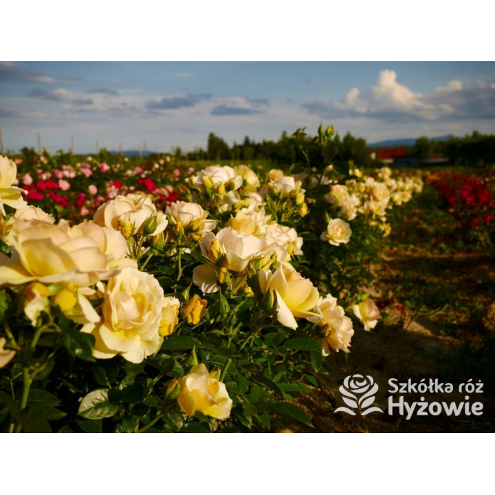 Hansestadt Rostock® - Róże Rabatowe - 