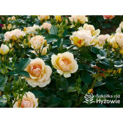 Hansestadt Rostock® - Róże Rabatowe - 