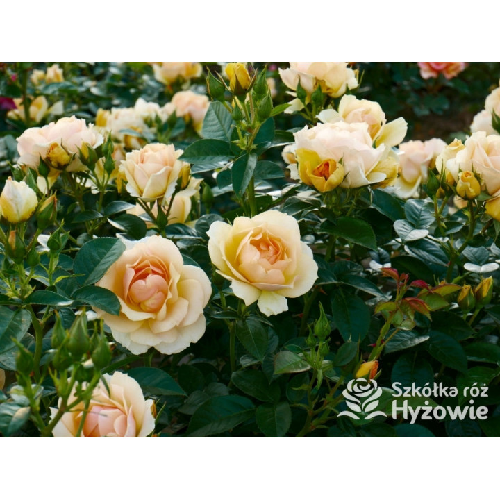 Hansestadt Rostock® - Róże Rabatowe - 