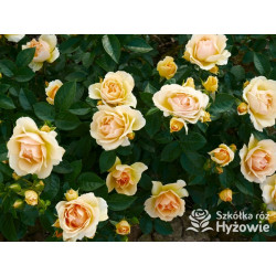 Hansestadt Rostock® - Róże Rabatowe - 