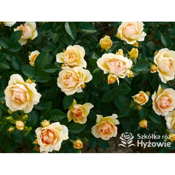 Hansestadt Rostock® - Róże Rabatowe - 