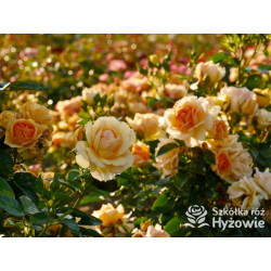 Hansestadt Rostock® - Róże Rabatowe - 