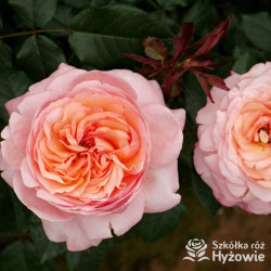 Jean de la Fontaine® - Róże silnie pachnące - 