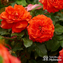 Naranga® - Róże Pnące - 